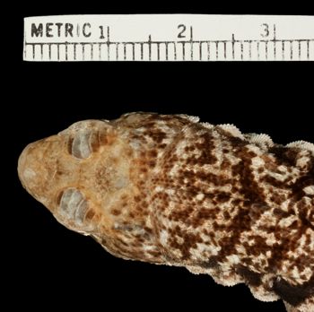 Media type: image;   Herpetology R-54191 Aspect: head dorsal
